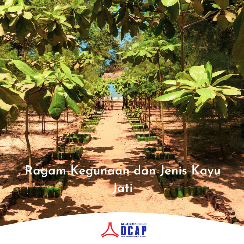 Ragam Kegunaan dan Jenis Kayu Jati