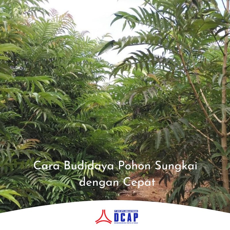 Cara Budidaya Pohon Sungkai dengan Cepat untuk Menghasilkan Kayu Sungkai