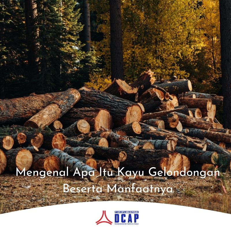 Mengenal Apa Itu Kayu Gelondongan Beserta Manfaatnya