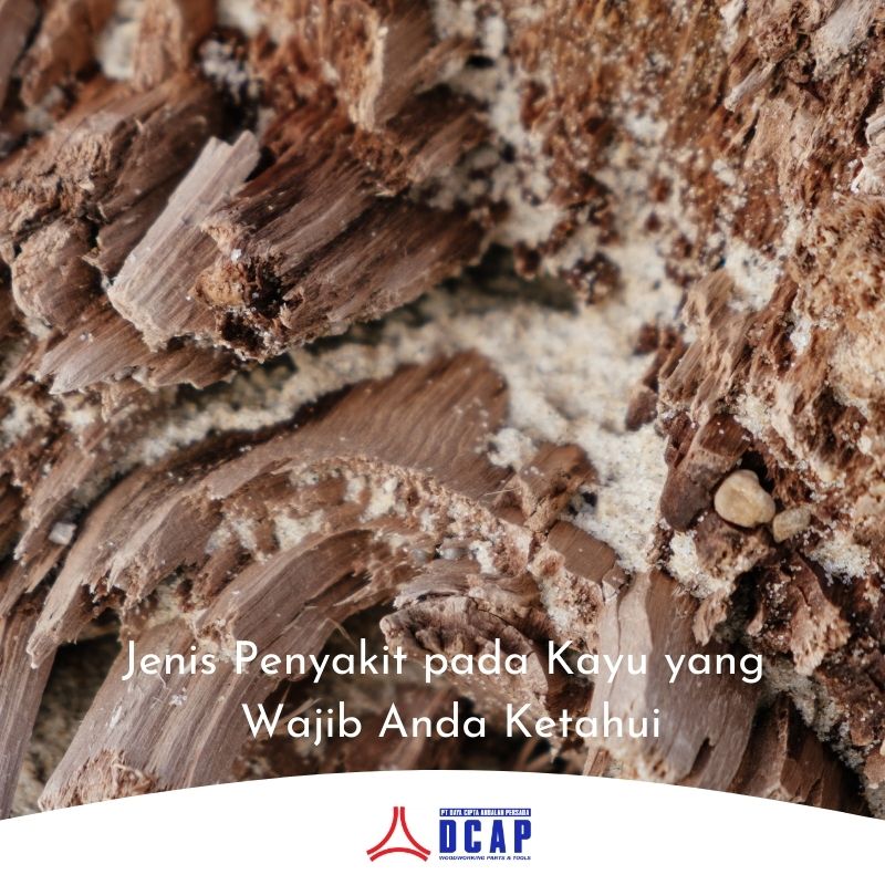Jenis Penyakit pada Kayu yang Wajib Anda Ketahui