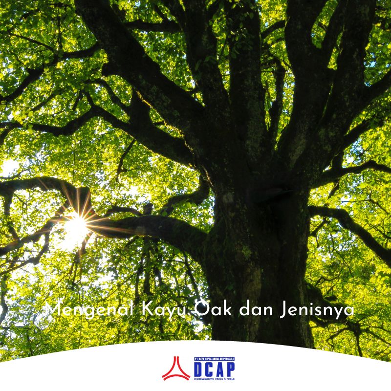 Mengenaal Kayu Oak dan Jenisnya