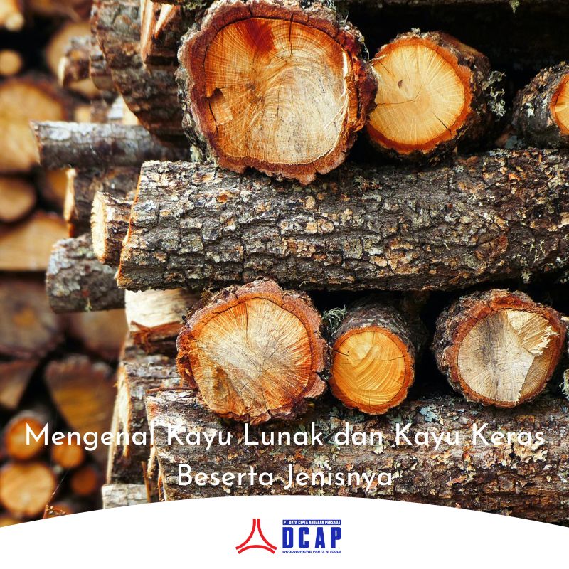Mengenal Kayu Lunak dan Kayu Keras Beserta Jenisnya