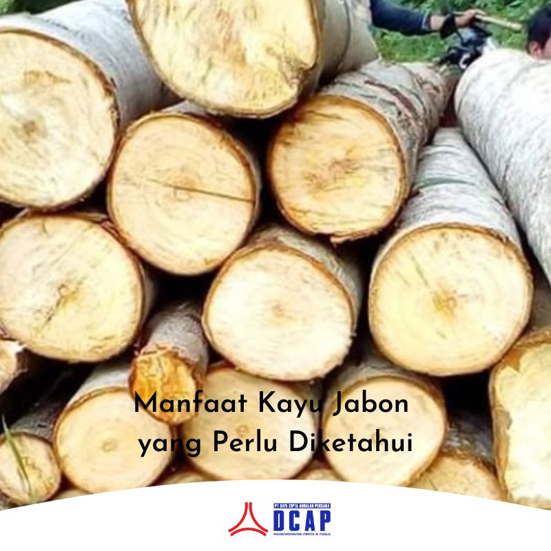 Manfaat Kayu Jabon yang Perlu Diketahui