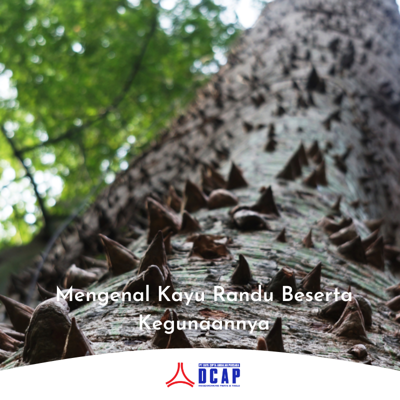 Mengenal Kayu Randu Beserta Kegunaannya