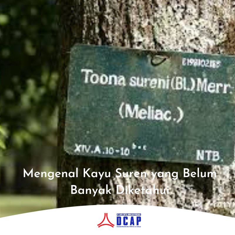 Mengenal Kayu Suren yang Belum Banyak Diketahui