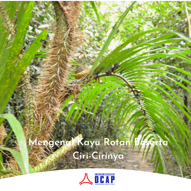 Mengenal Kayu Rotan Beserta Ciri-Cirinya