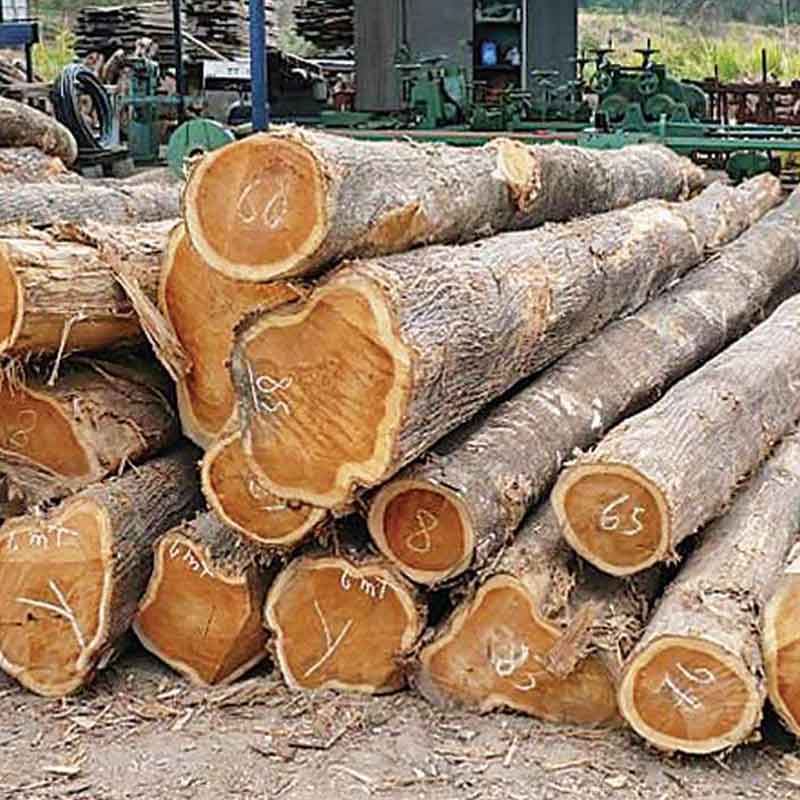 Pengertian dan Keistimewaan Kayu Jati
