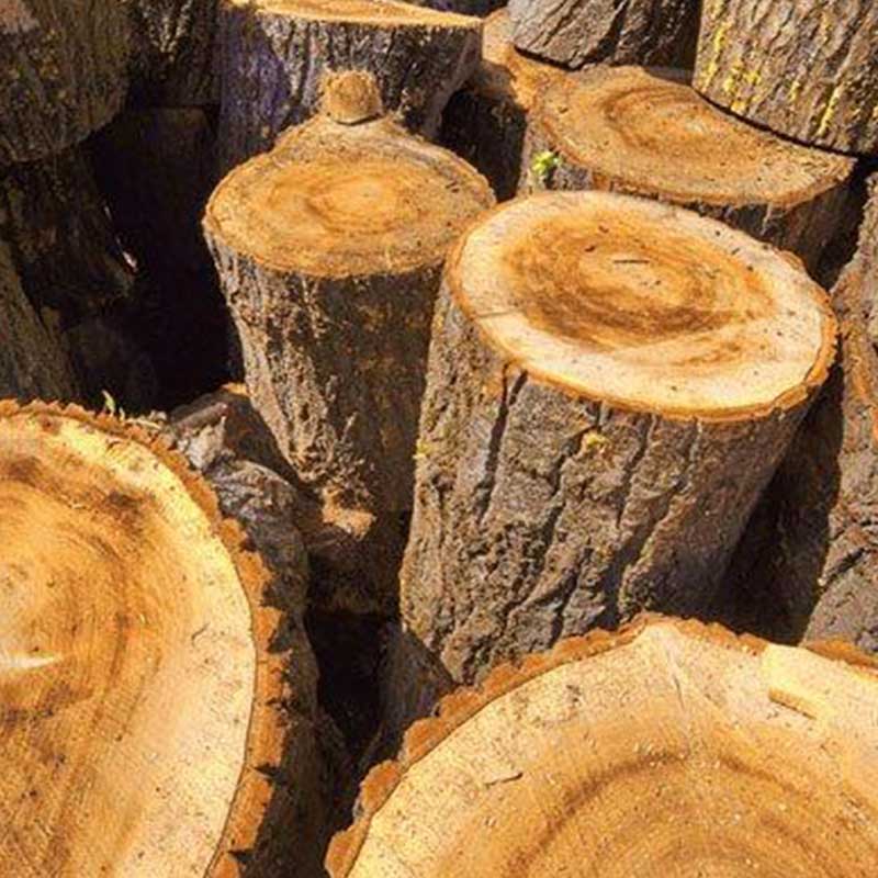 Tips Memilih Kayu Jati 