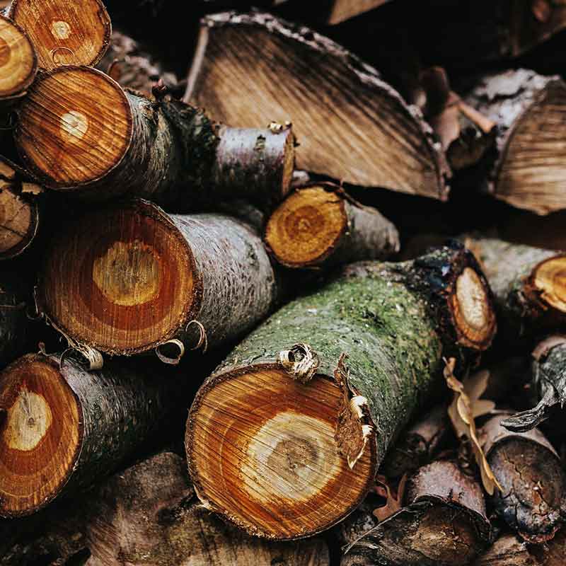 Karakteristik Kayu Sungkai