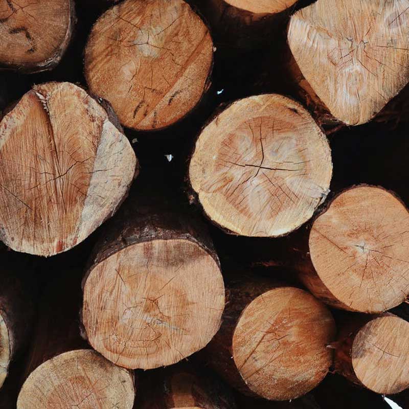 Kayu Beech