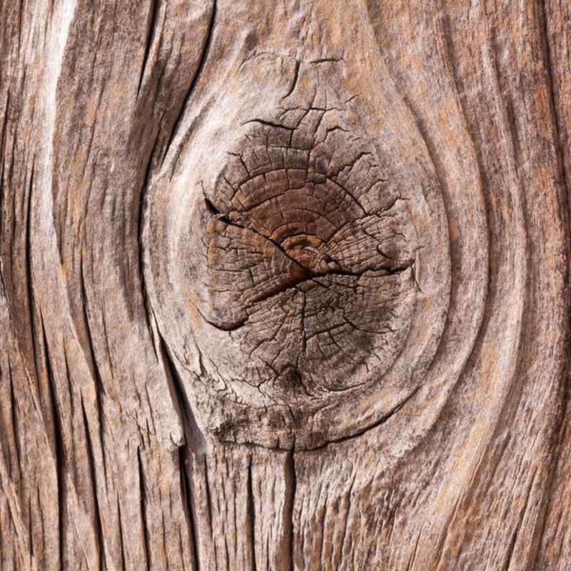 Kayu Oak