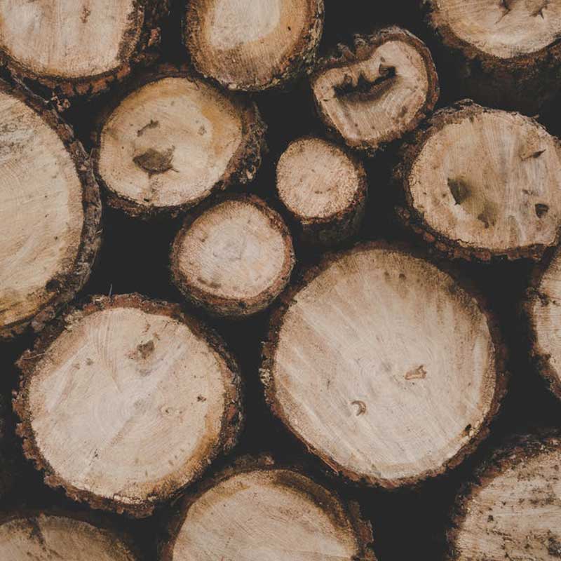 Kayu Maple