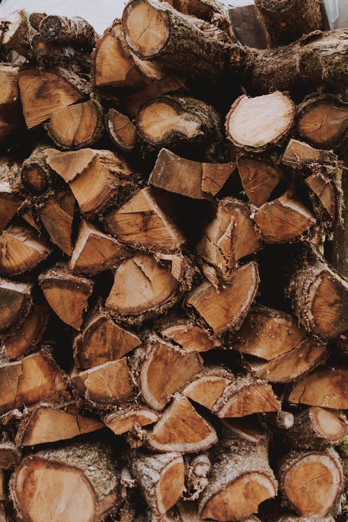 Kayu Pinus