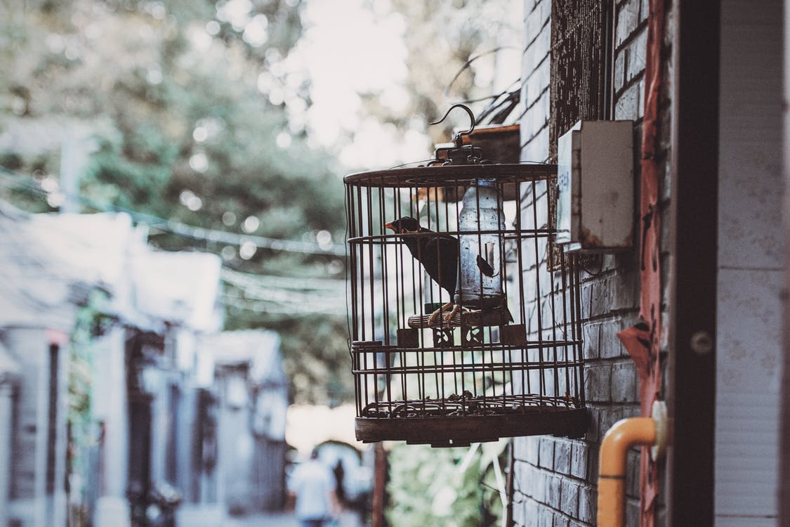 Sangkar Burung dari Limbah Kayu