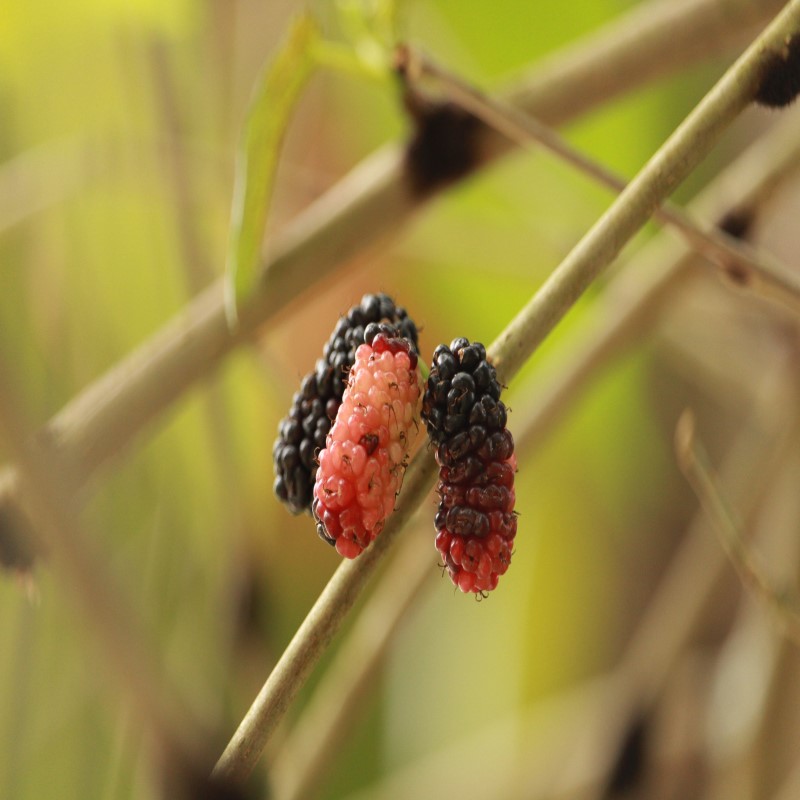 Kayu dari Pohon Mulberry