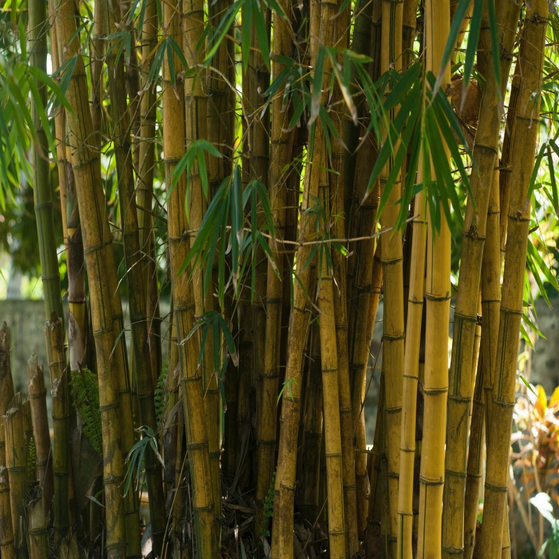 Batang Bambu