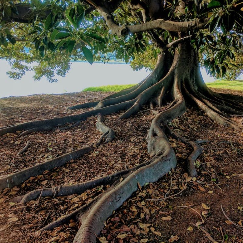 Bagian Akar Pohon Jabon