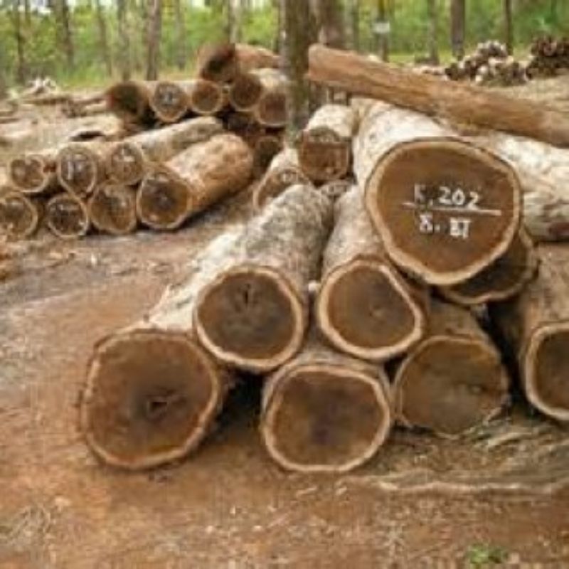 Karakteristik kayu Laban