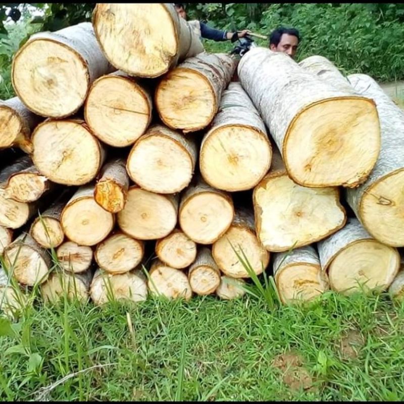 Keunggulan Kayu Jabon