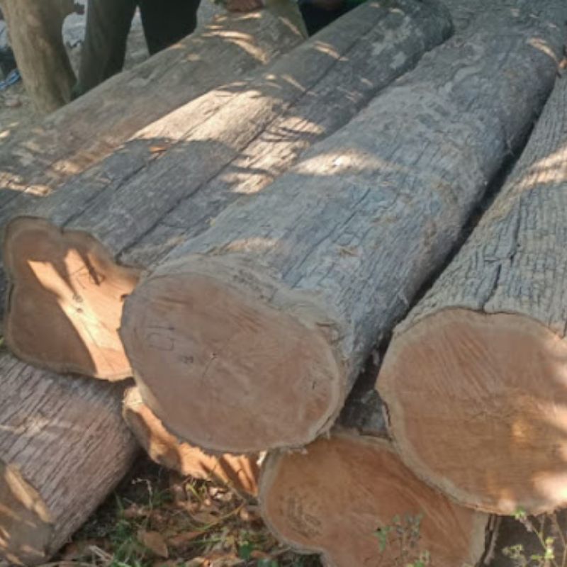 Kayu Jati 